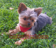 teacup yorkie